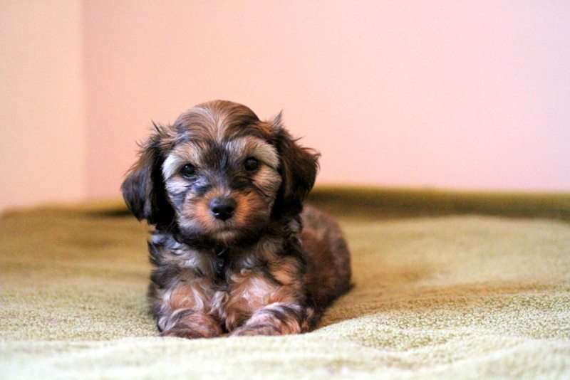 Waggingtail Envy me im special