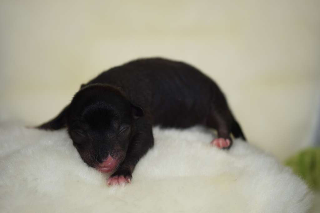 *Black Fairies* Esmé Kabuki Dreams