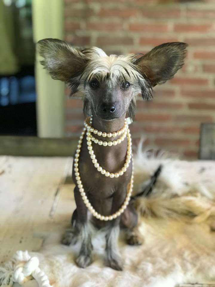 A Dream Come True of Ria's Pride