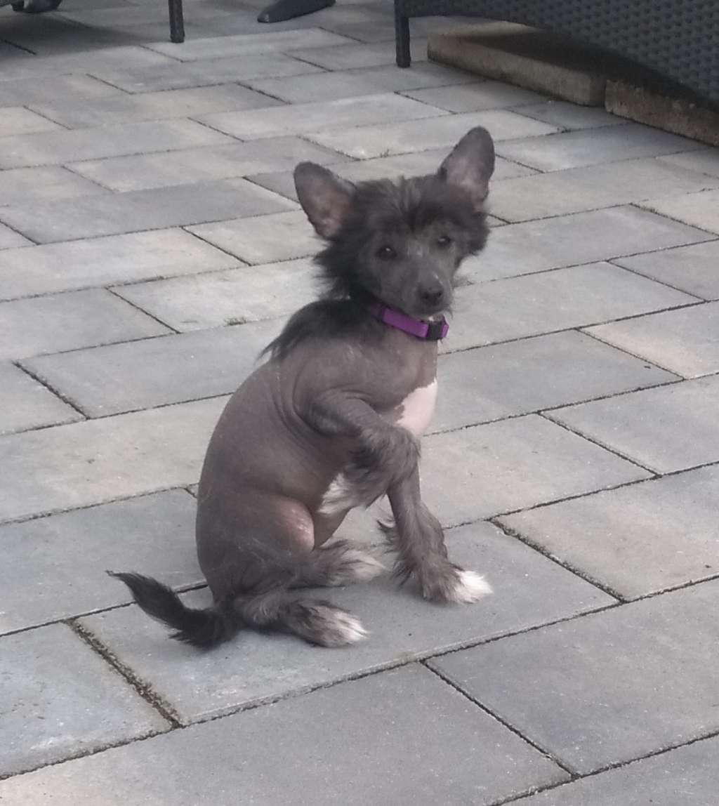 Zhusheng Everybody's Darling