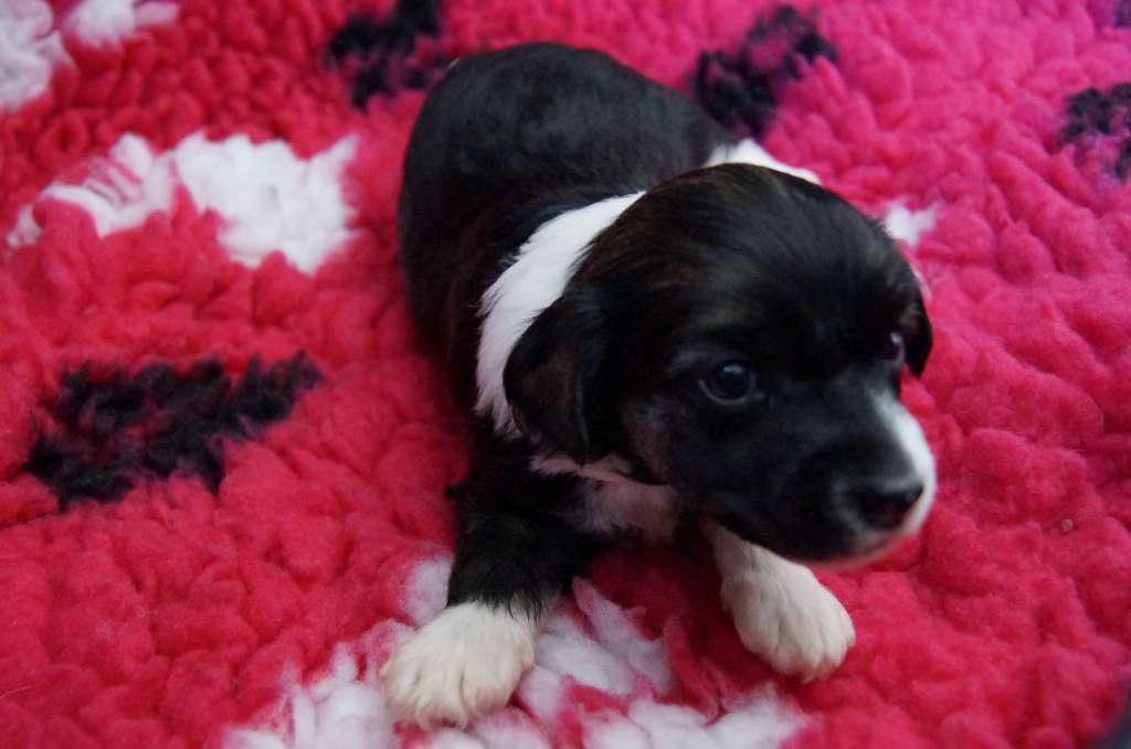 Hottie Tots Game Boy Gran Slam