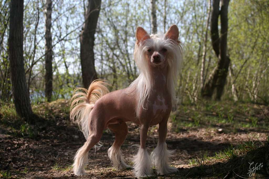 Edcullen's Glade He-Man