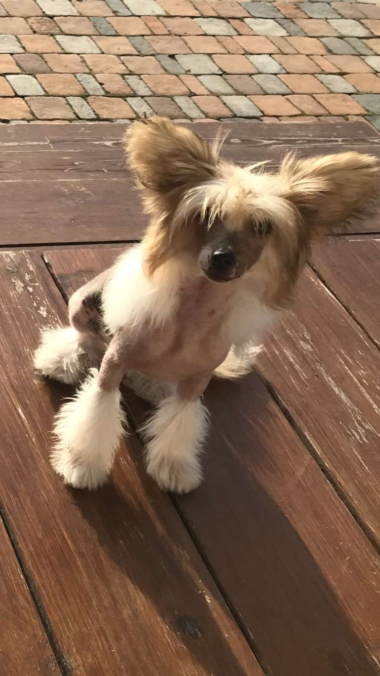 Ognenny Lotos Milana