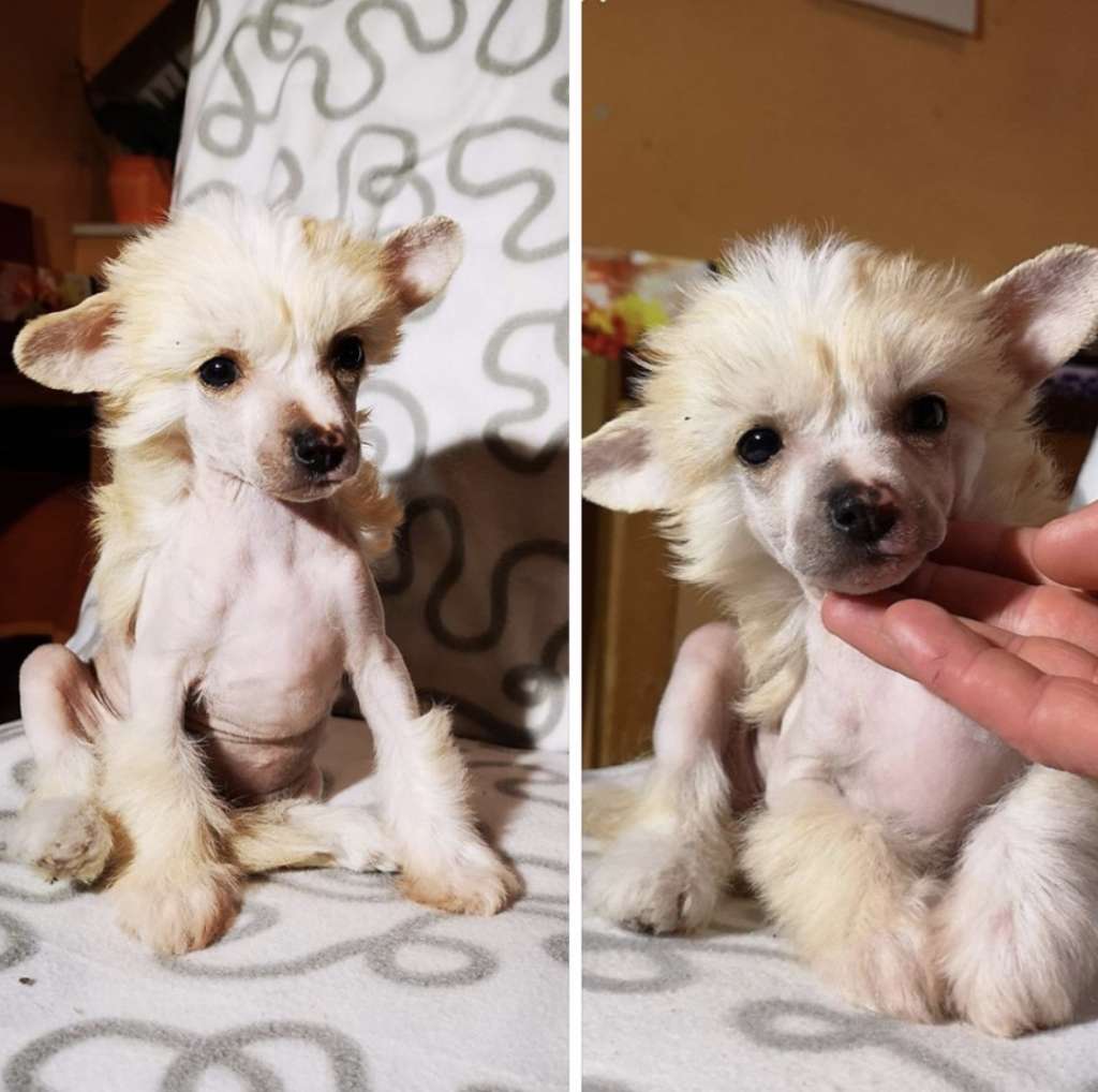 So-soft Princess Jungle Jane