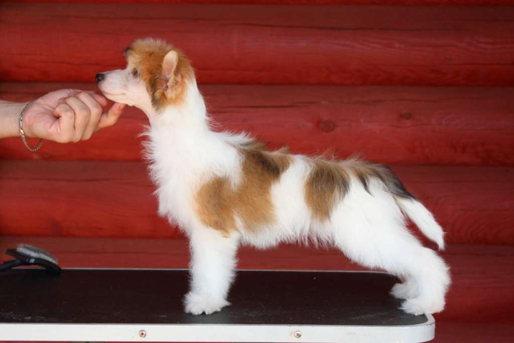 Rus Lorens Yadel Vi GrandI