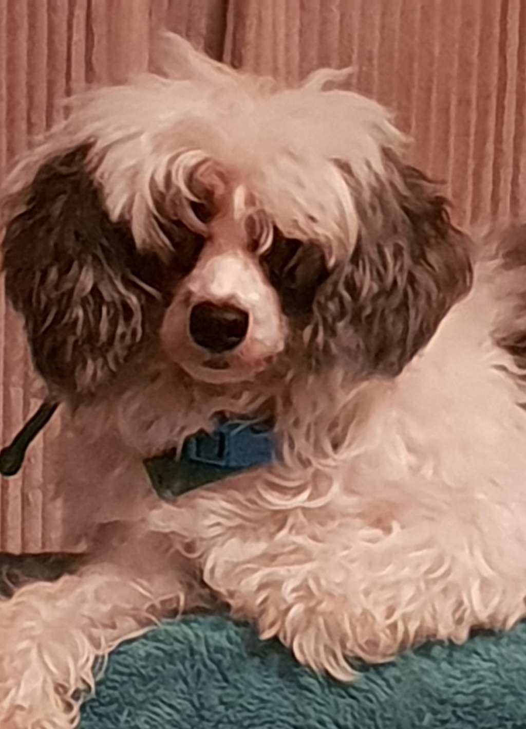 Suaisa calamity Jane