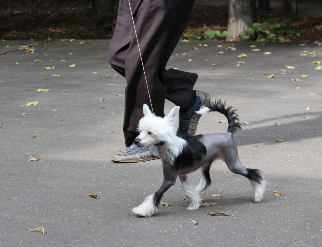 Charuyuschiy Soblazn Kelvin flawless style