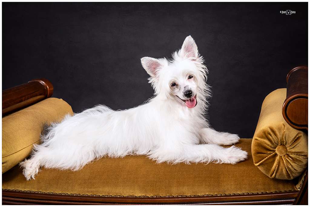 Decoriada Fci Muffinka F&M