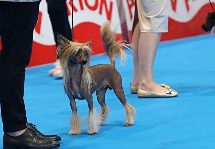 Ch. Chic To Chic Outlander