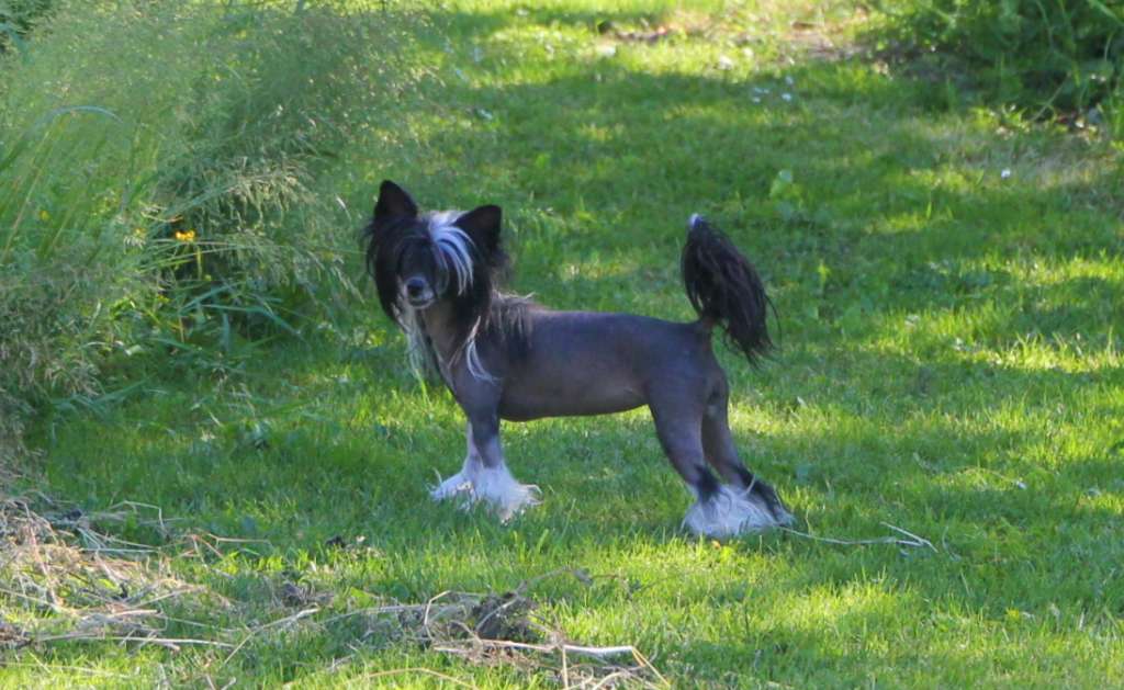 AkDeniz Much Too Much