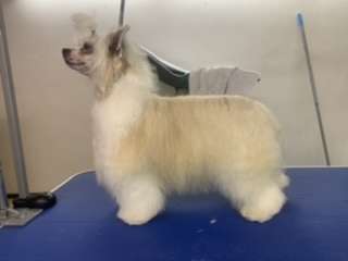 Chicavallo Candy Floss