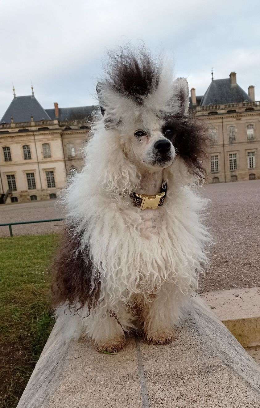 phoenix du pavé de varennes