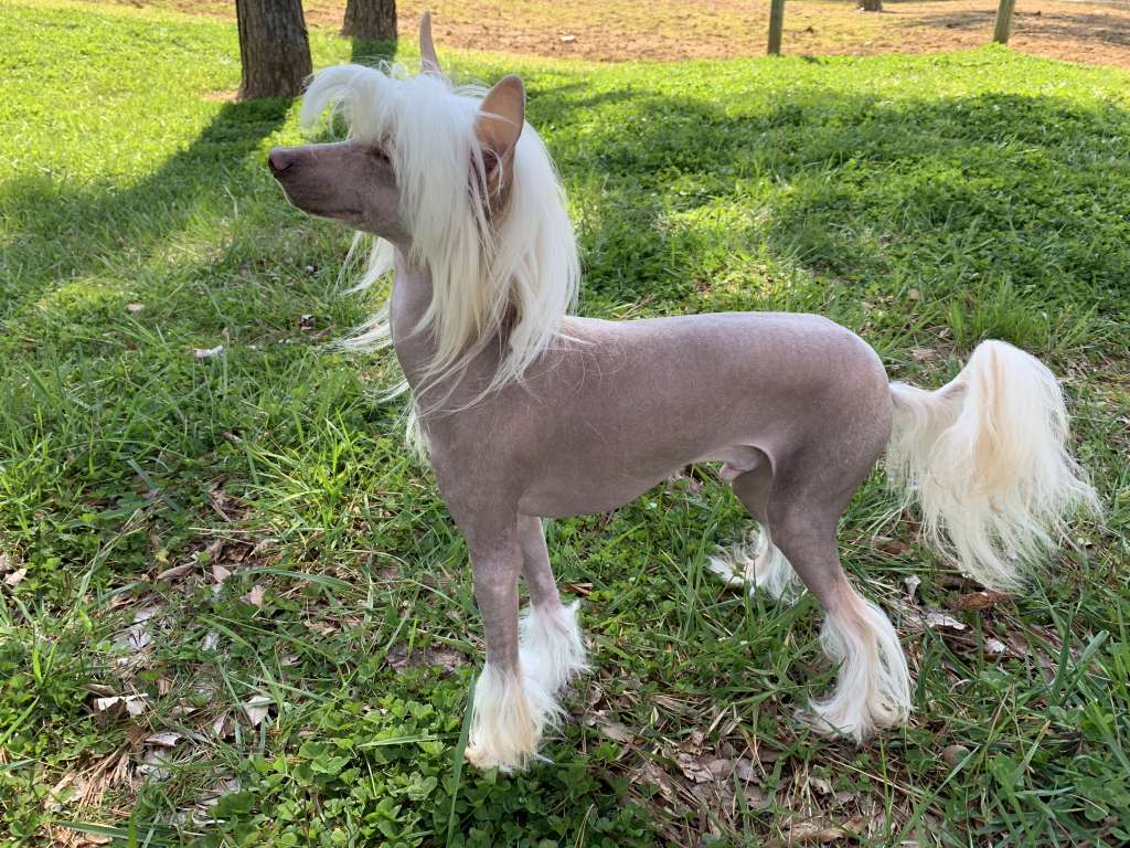 Legendarys Milo Mali Liev Umilan