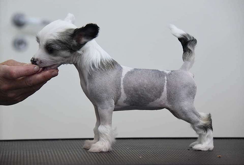 Jean Dark Carolina Rose