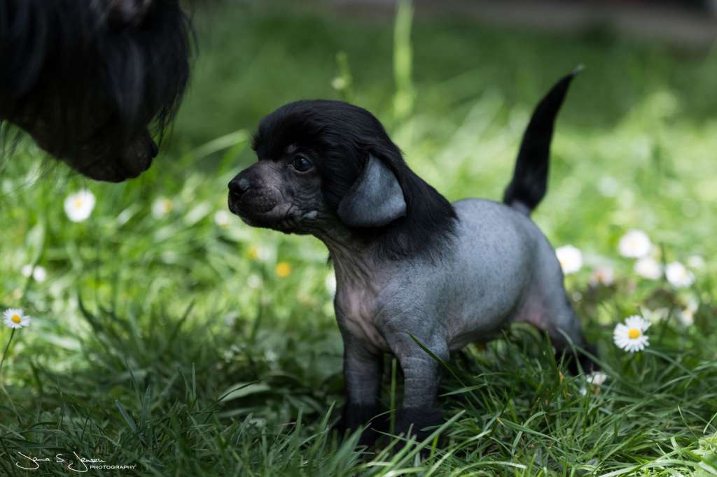 Daytona Dei Guardiani Silani