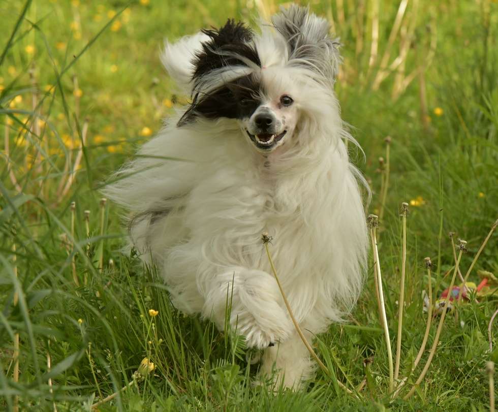 HitLine Ltd Presto Allegro