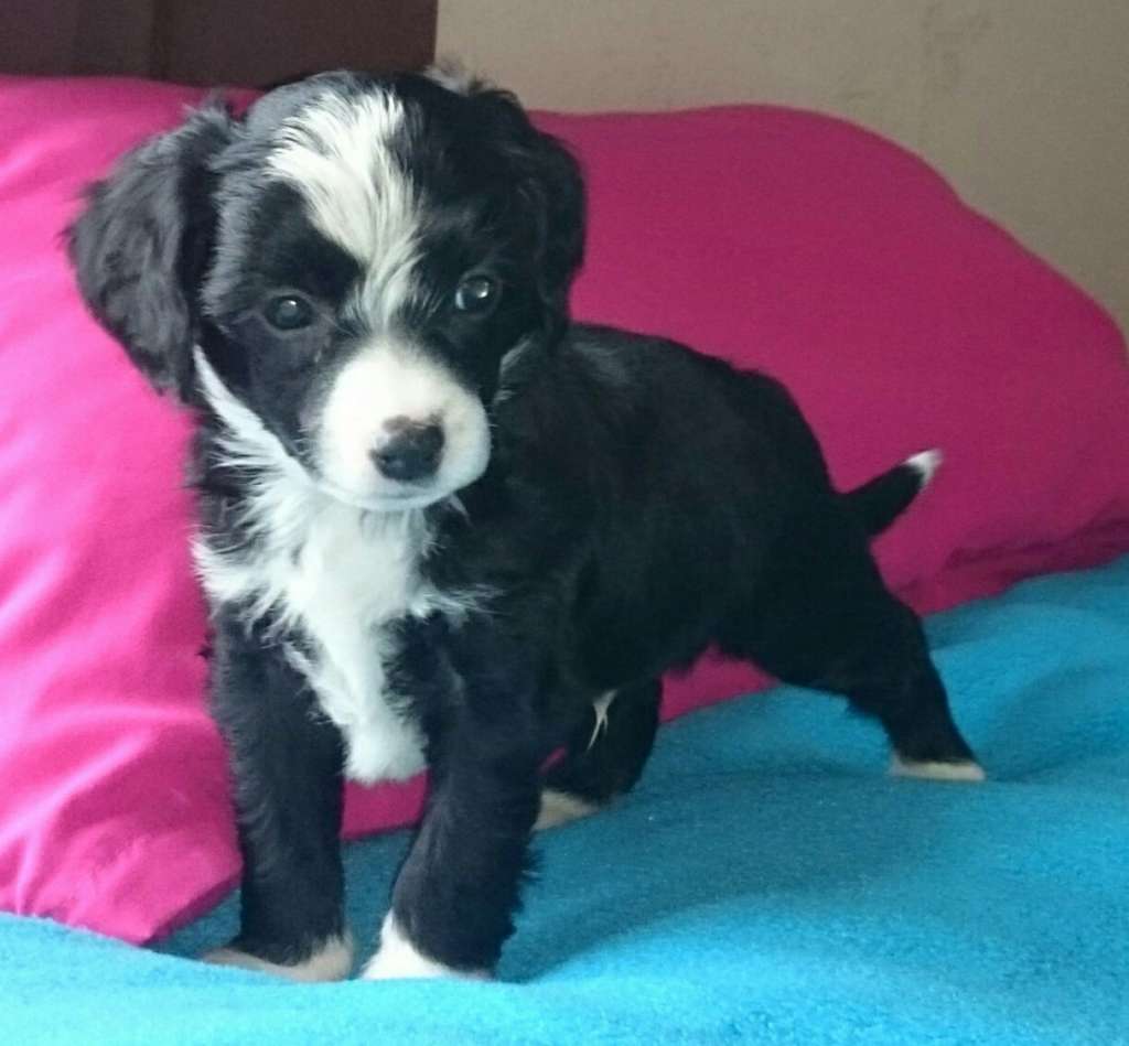 Joshiba vom Apfelland