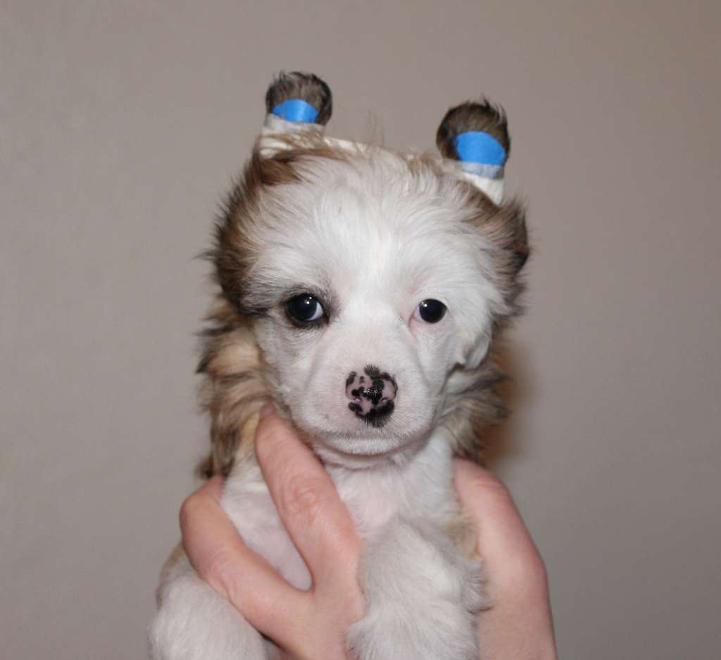 Maybell's Crispy Crunch