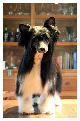 sweet valentino of the loving dols