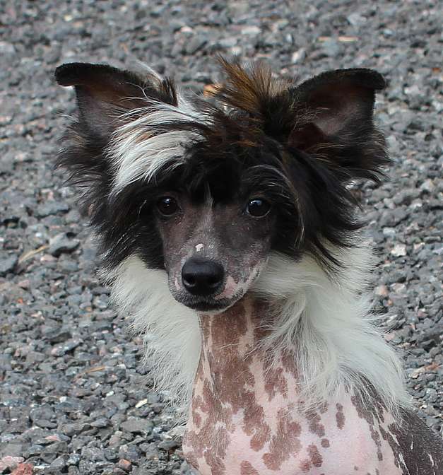 Angel O' Check Franklin Belyi Prince