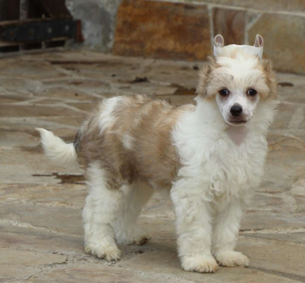 Silver cold de Almamasan