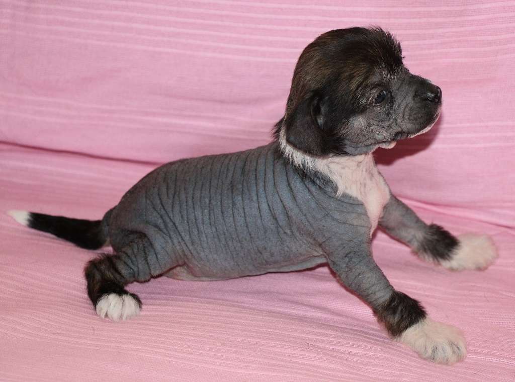 Talkative doll de Almamasan