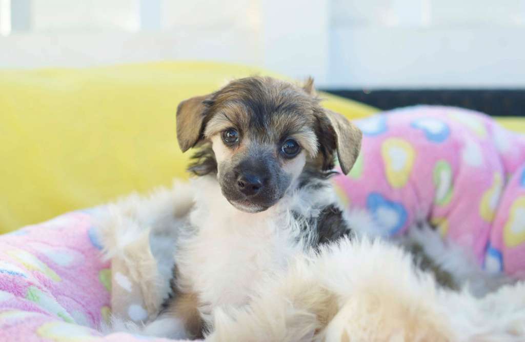 Moelmo's Ziggy Ztarlight