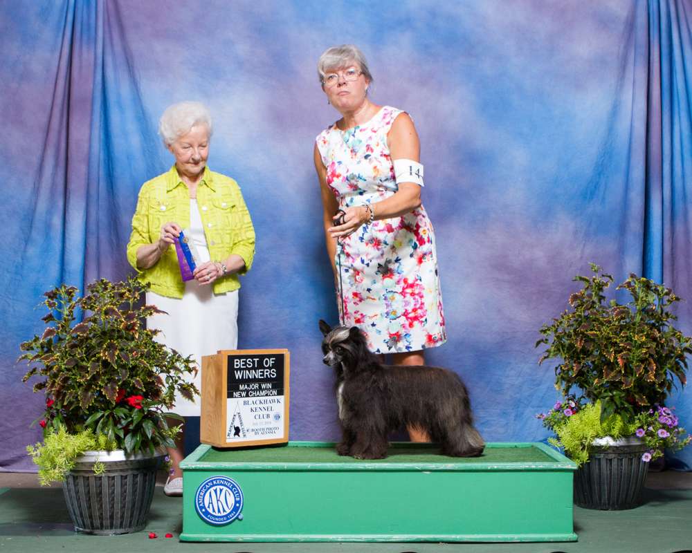 Windsong's Kiss the Rose at Pammar