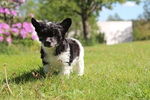 Nomilas Icy Carrington