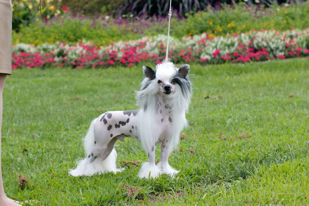 Charisma Whoomp There It Is