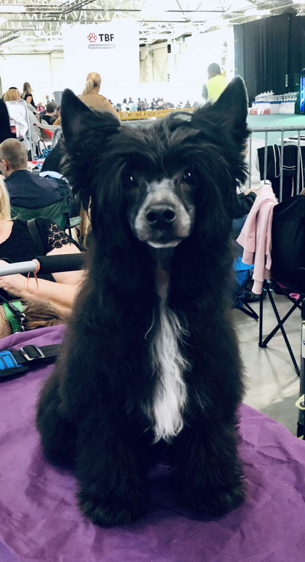 Lasha Diamond of the Night