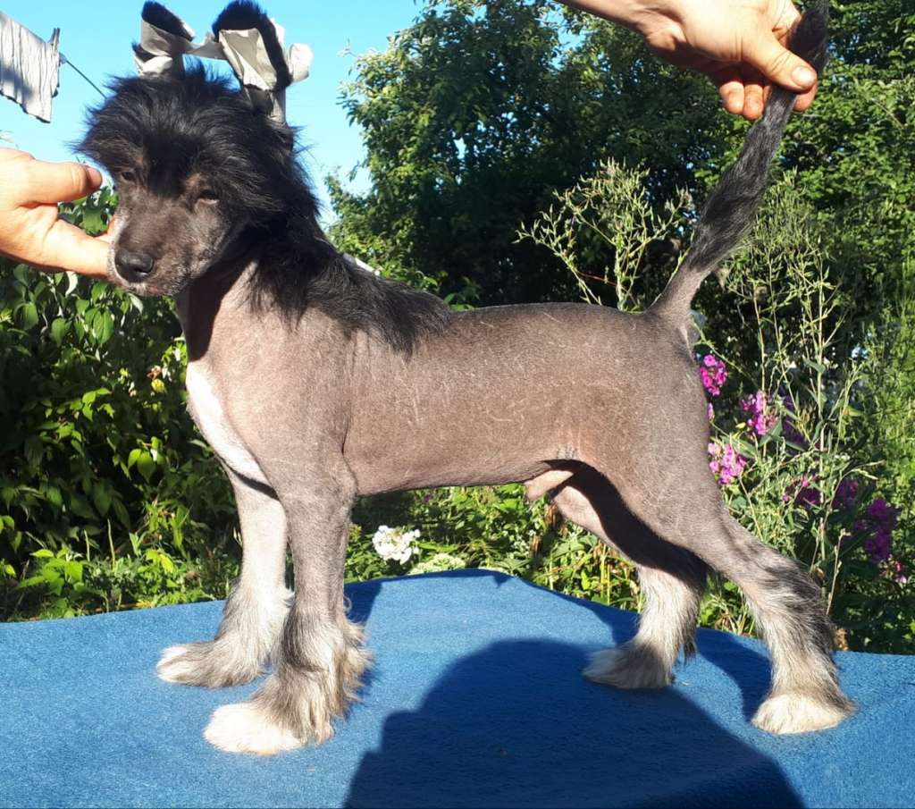 Anna Sky Kennel Pocket Rocket