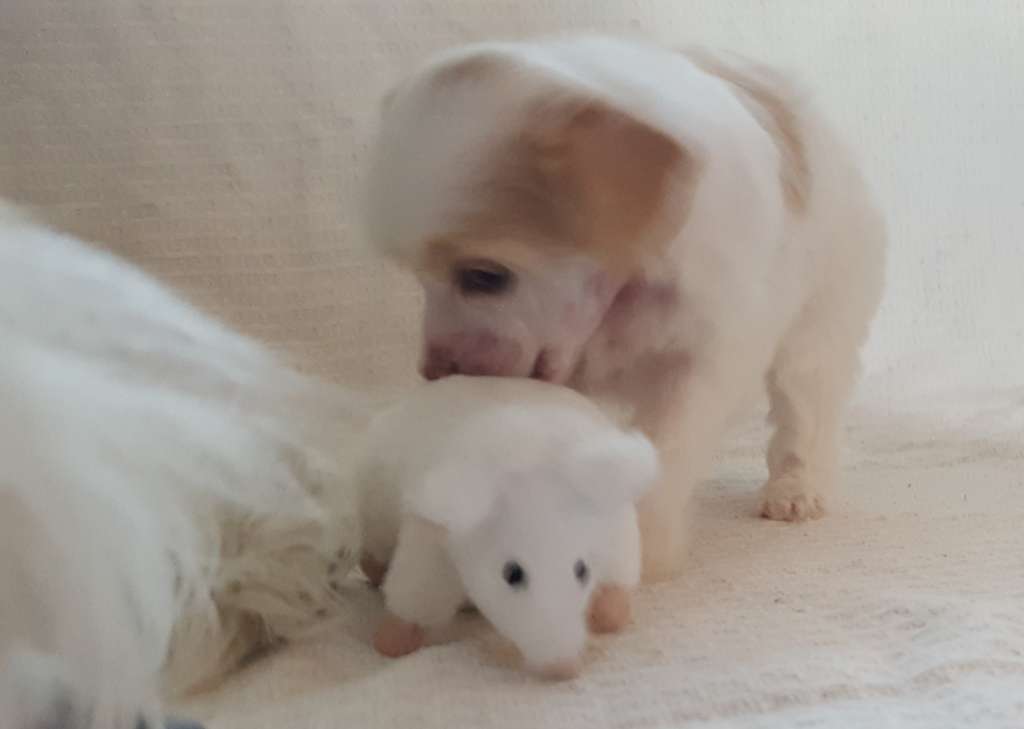 Andrakebyn's Fallen Angel