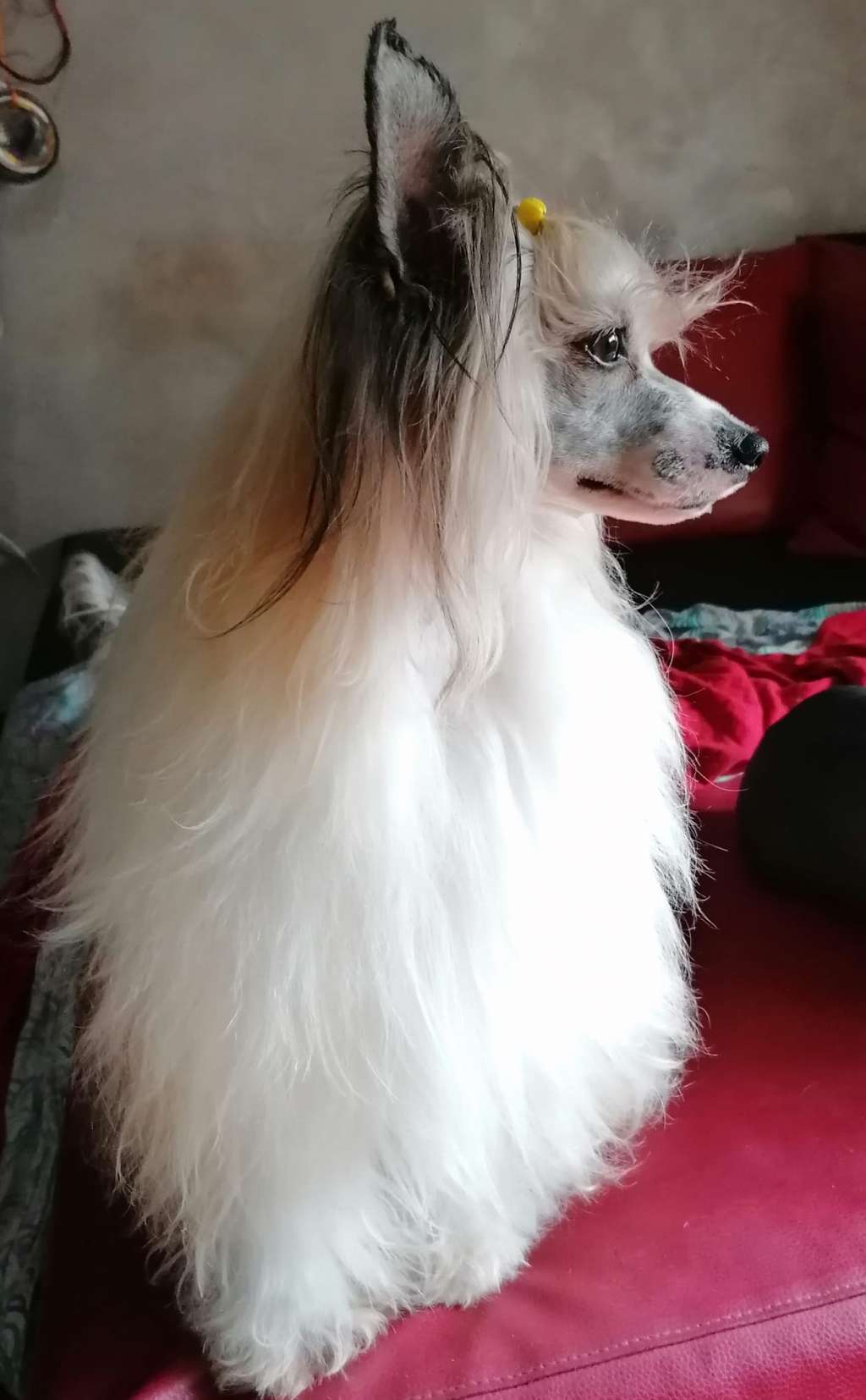 Dakota Rose Don't Stop Me Now