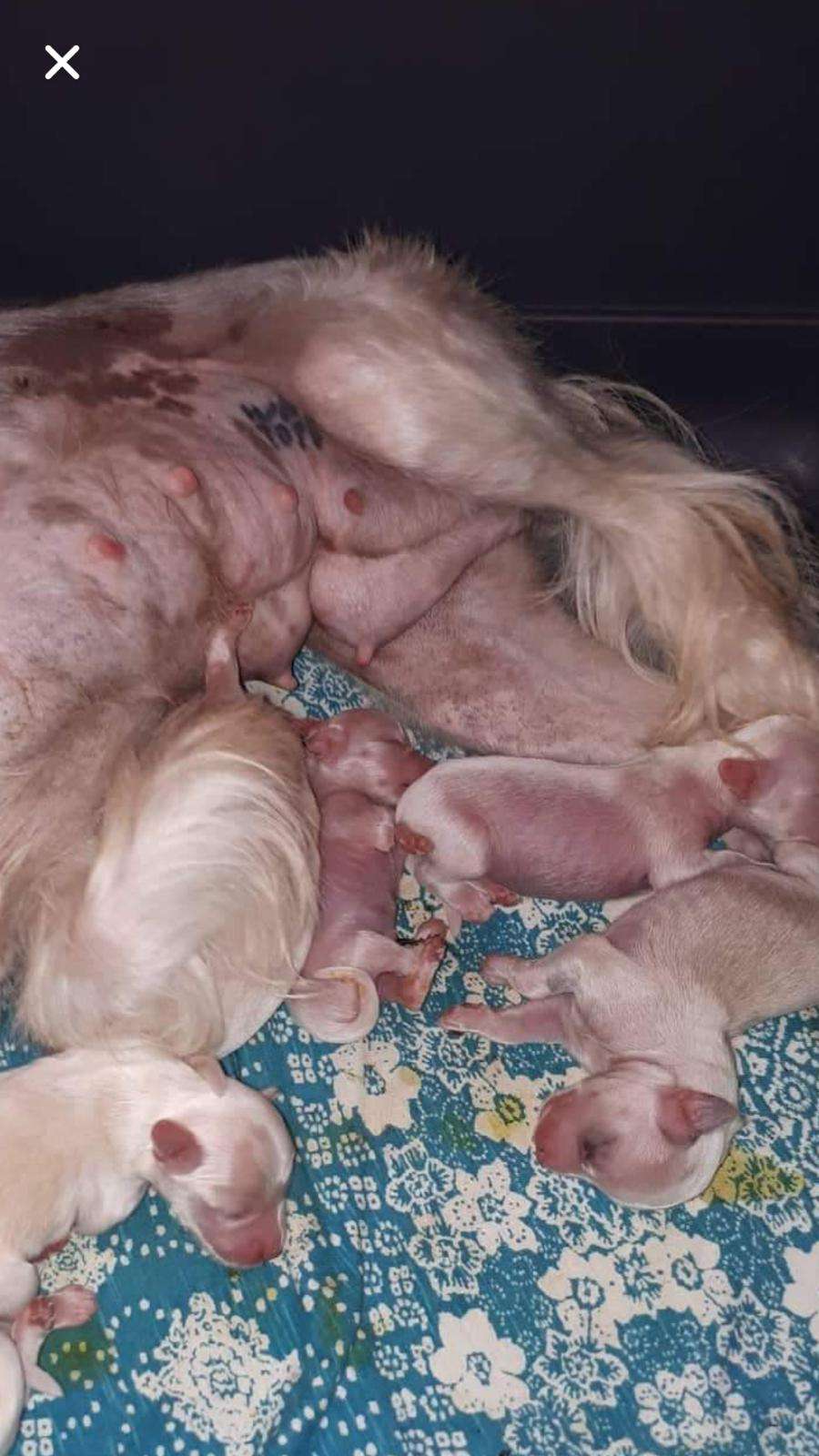 Golden Deer Albus Dumbledore