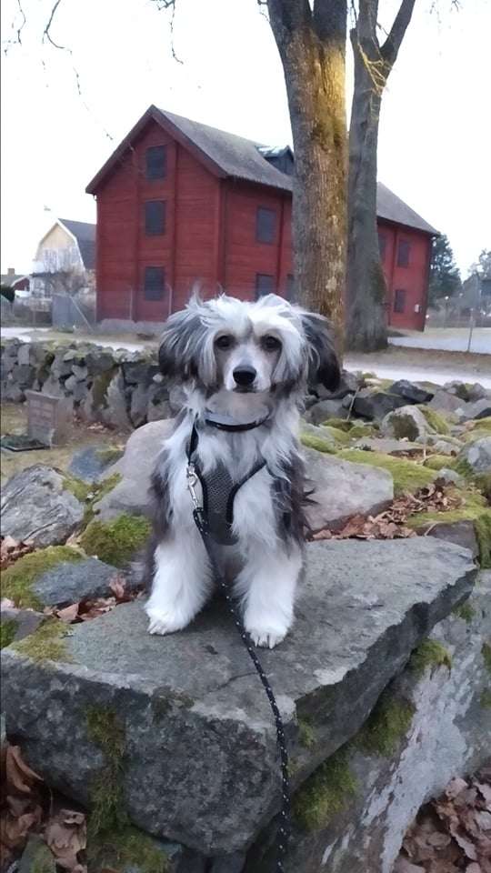 Bellatrix Luckycharm Ophelia