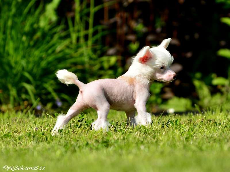 Gryff ze Zatopené chajdy