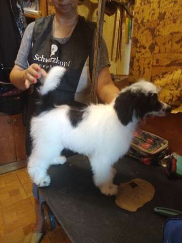 Mashama Mazi Rus Akhtar