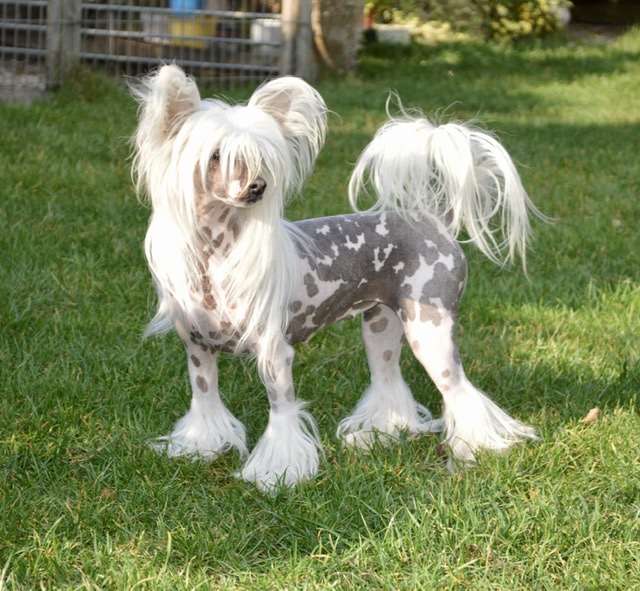 Razzmatazz von Shinbashi