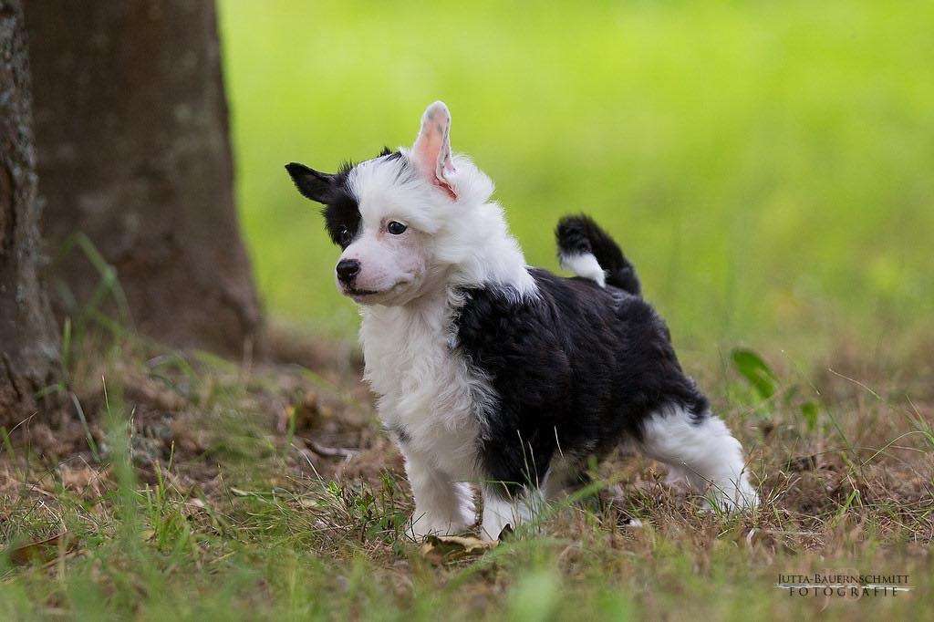 American Dream vom Druidenhain