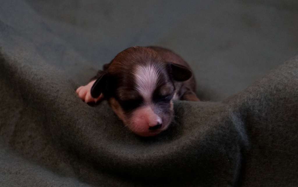 Golden Heart by Little Jade