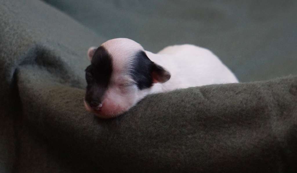 Gorgeous Diamond by Little Jade