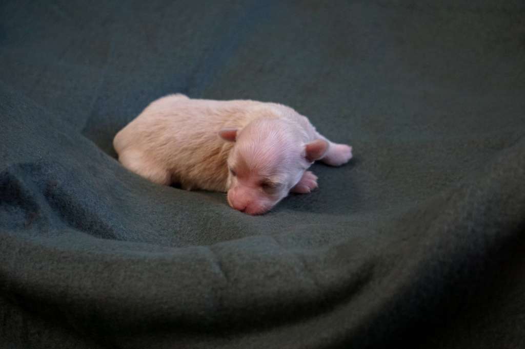 Grappa by Little Jade