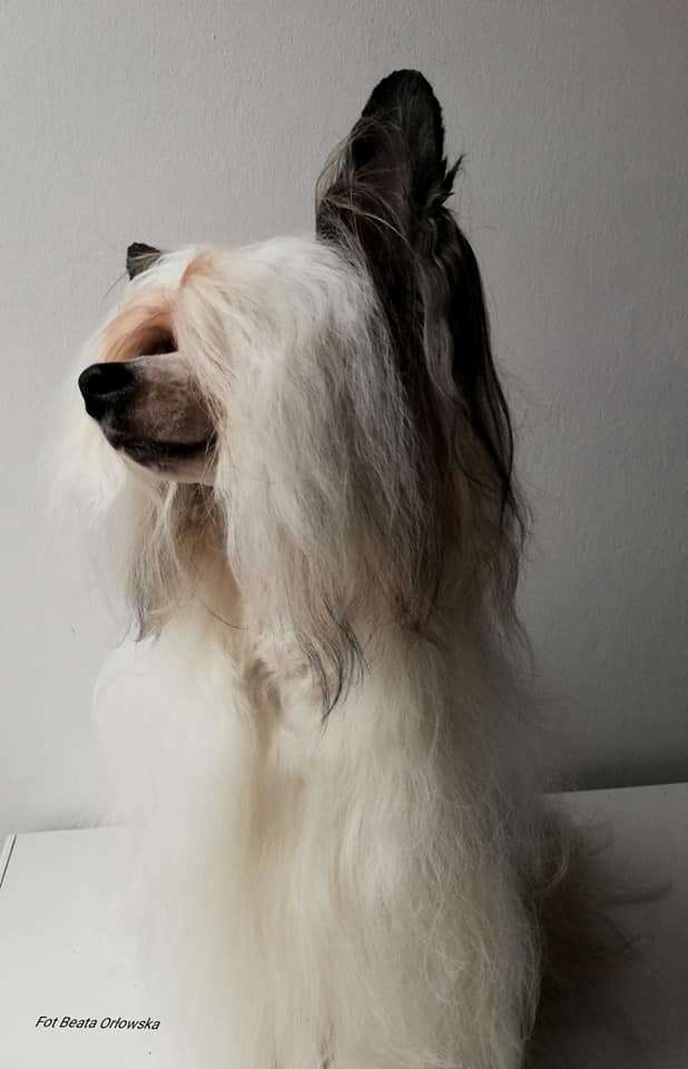 Venus Queen Of The Universe Passion & Love