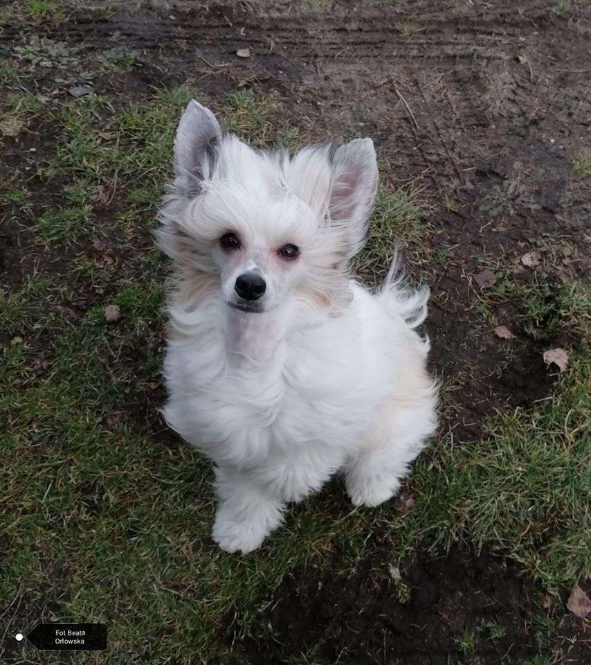 Volta Queen Of The Dark Magic Passion & Love