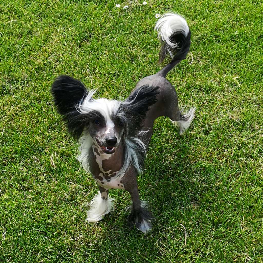 Forseti's Queen of Spades