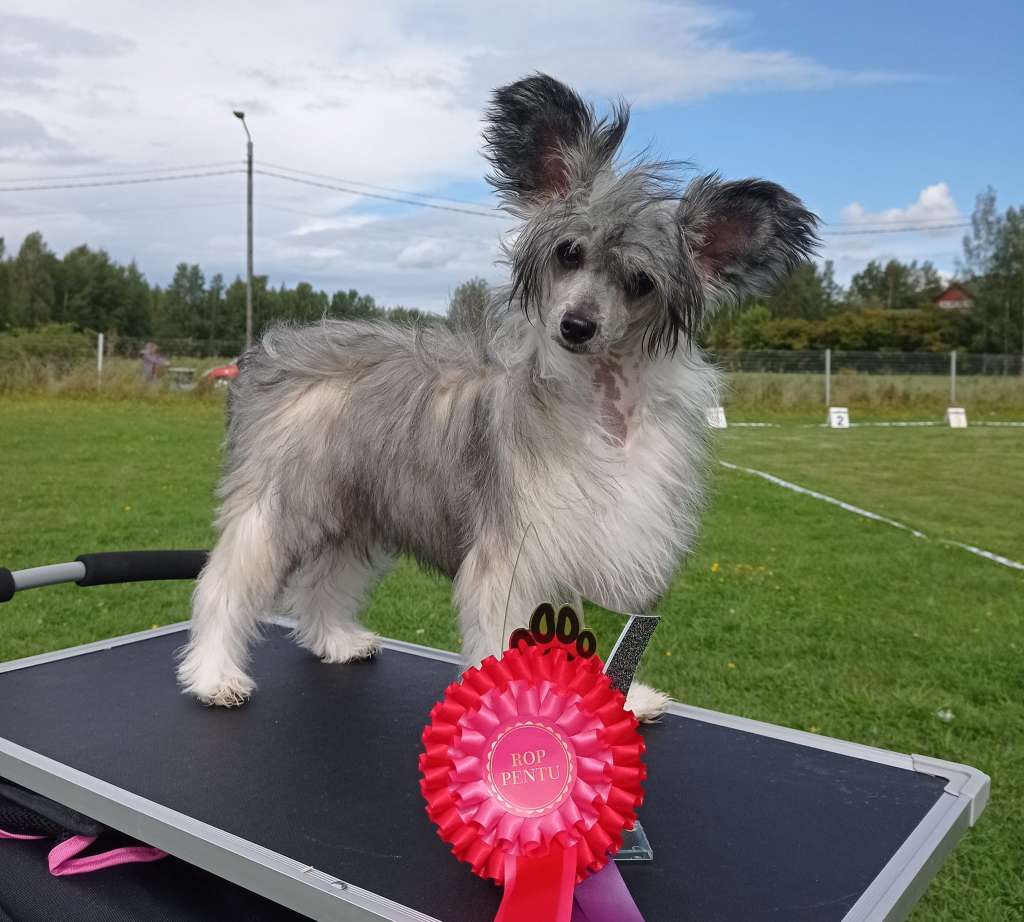 Stormblåstens Glaistig