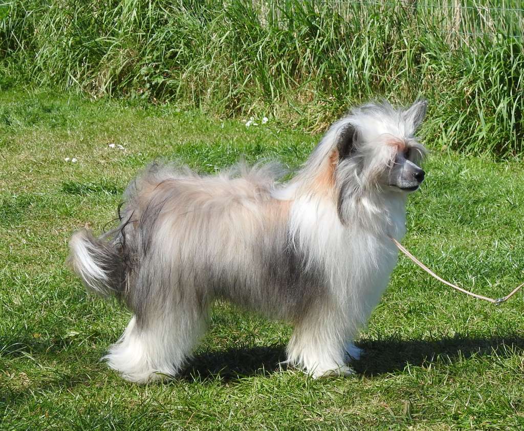 Zero Tolerance Smooth Criminal