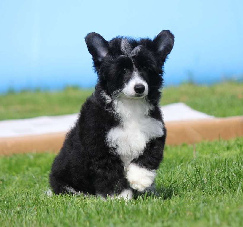 Azhiotazh Dlya Liris