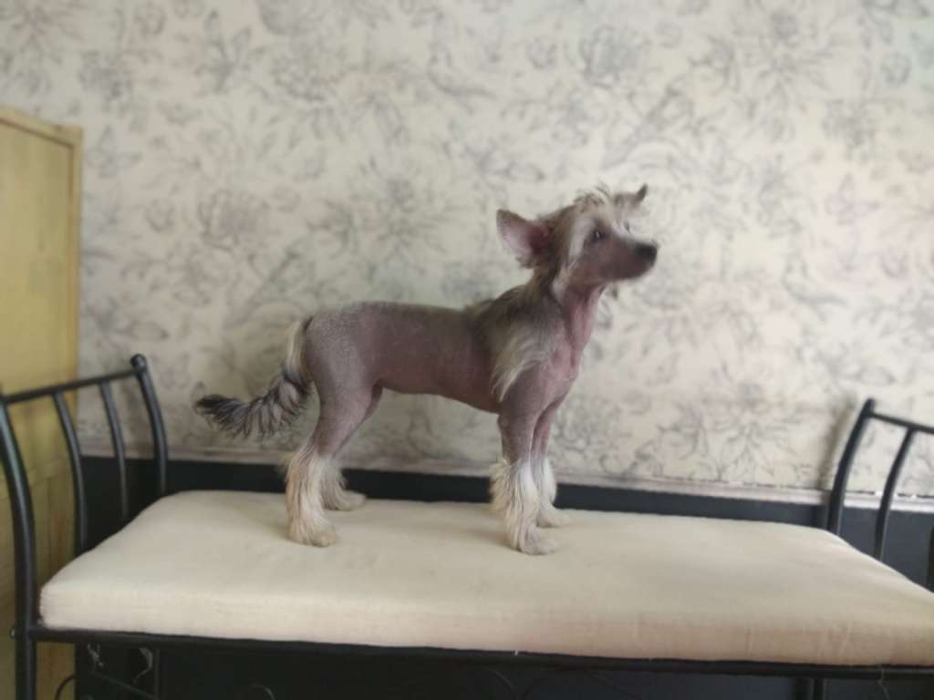 Altamira Imperial Chantal Coquet